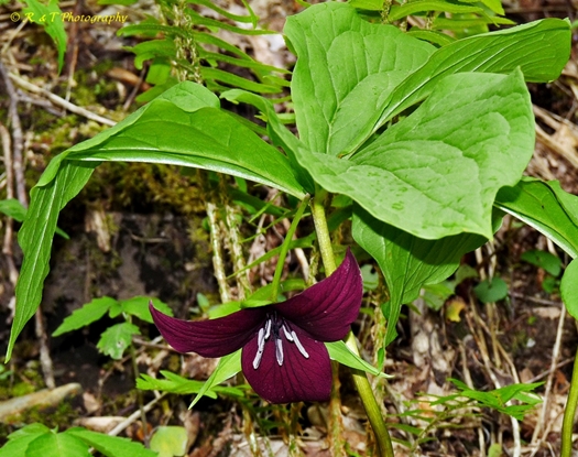 {Trillium vaseyi}